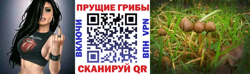 Купить  Арск  Галлюциногенные грибы мицелий 